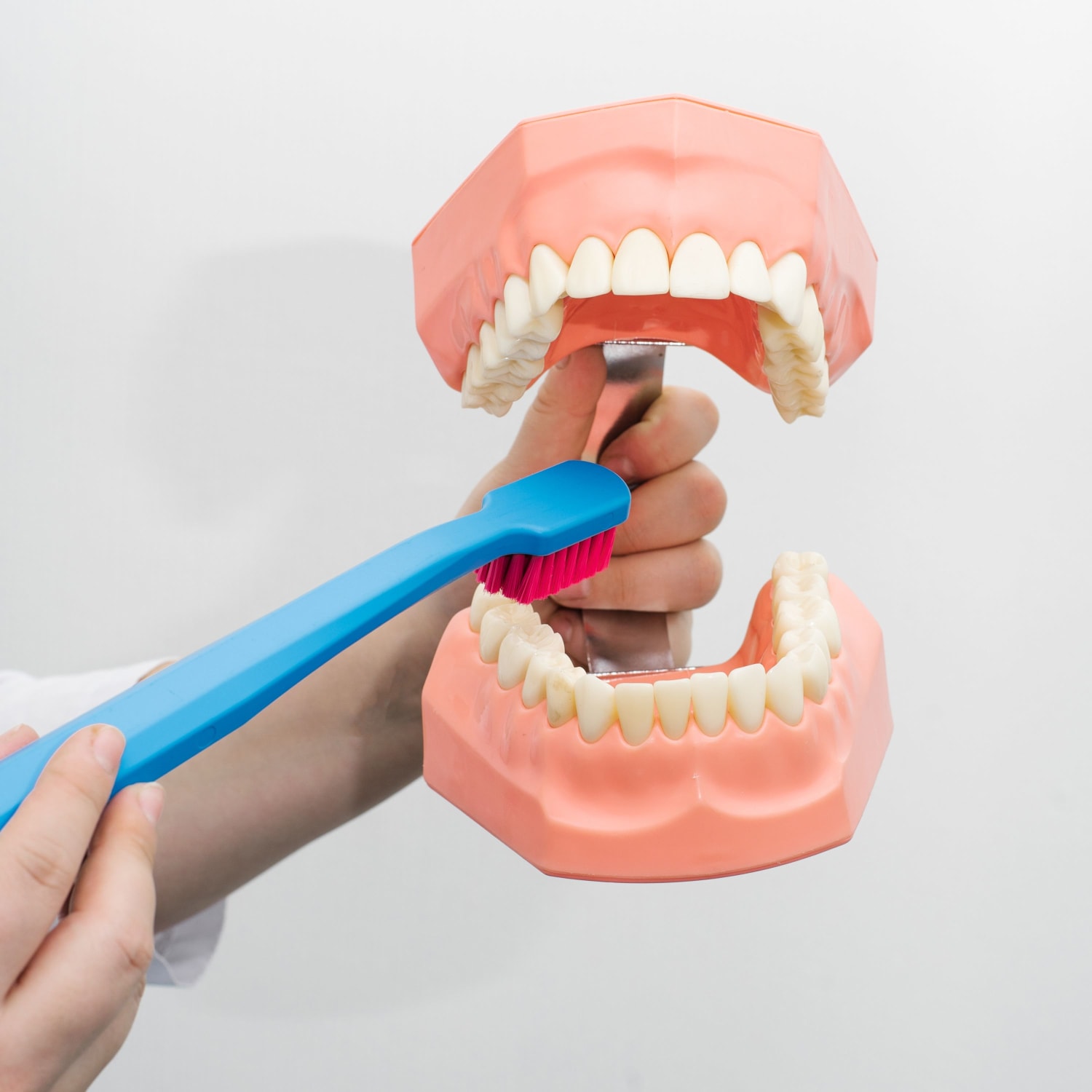 tooth model and large toothbrush, brushing demonstration