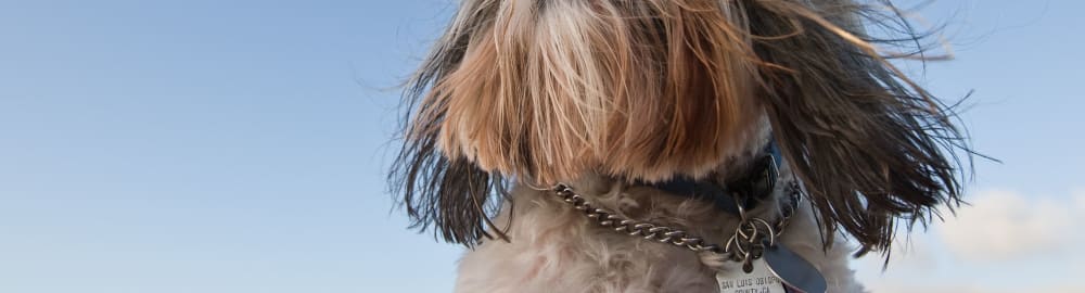 Is your ‘Best Friend’ ready for Crufts?