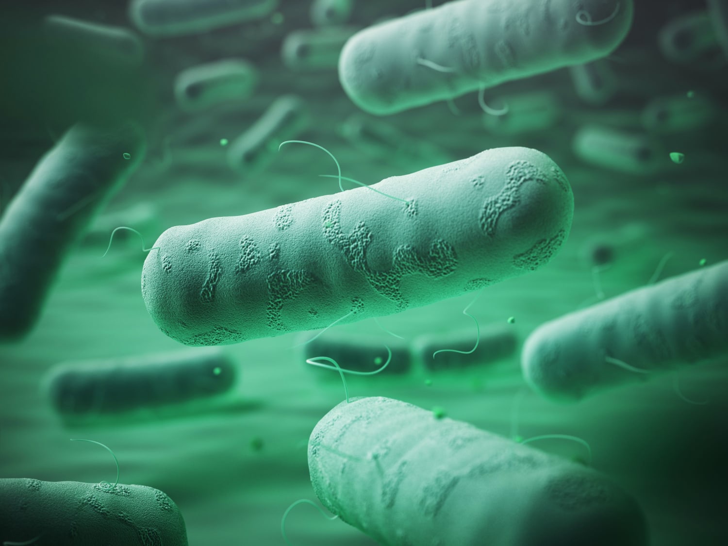 microscopic bacteria